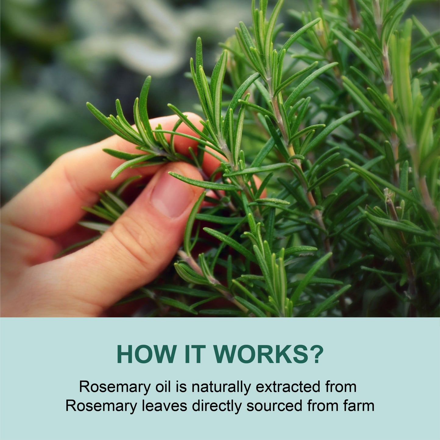 Rosemary Essential Oil for Hair Growth and Acne Control | 15 ml